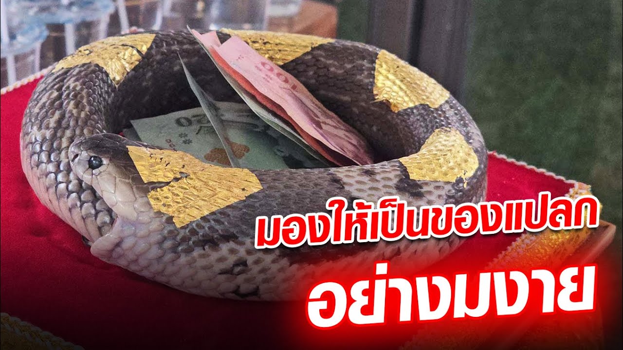 งูกินหาง ความเชื่อเครื่องราง คำอธิบายทางชีววิทยา  : Khaosod - ข่าวสด