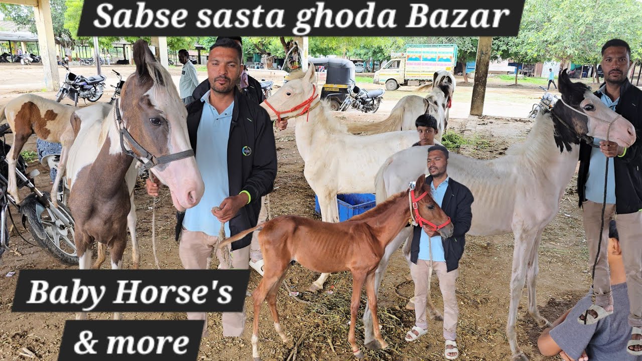 Baby horse's available in Aurangabad ghoda bazar | chawni ghoda Mandi | sabse saste ghode ke bachche
