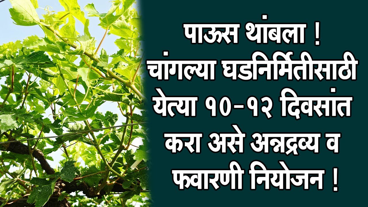 #पाऊस थांबला ! चांगल्या घडनिर्मितीसाठी येत्या १०-१२ #दिवसांत करा असे #अन्नद्रव्य व #फवारणी नियोजन !