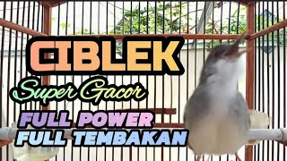 CIBLEK FULL TEMBAKAN FULL POWER