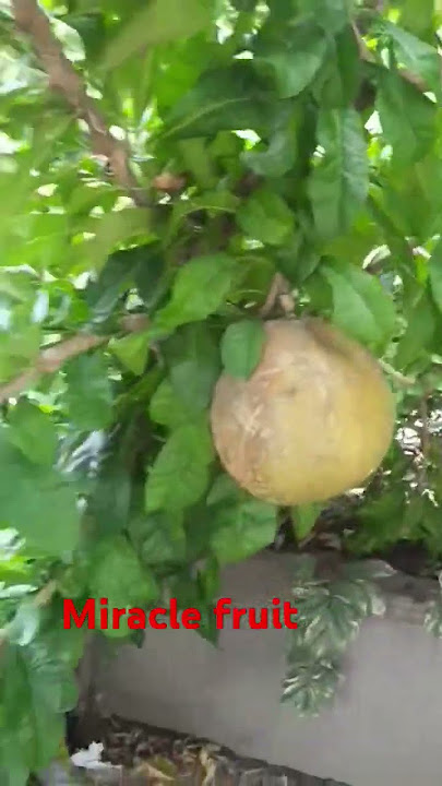 Miracle Fruit