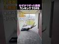 なぜかツボった動画