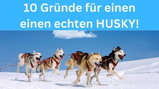 10 reasons for a husky by Hundefantastisch 315 views 11 months ago 4 minutes, 21 seconds