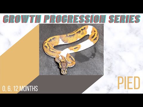 Pied Ball Python 0, 6, 12 month-Growth Progression Series
