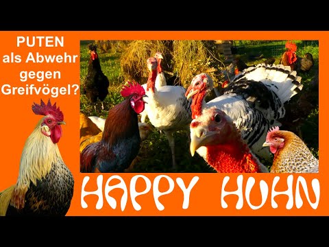 Video: Mischfuttermittel Für Hühner, Puten Und Enten