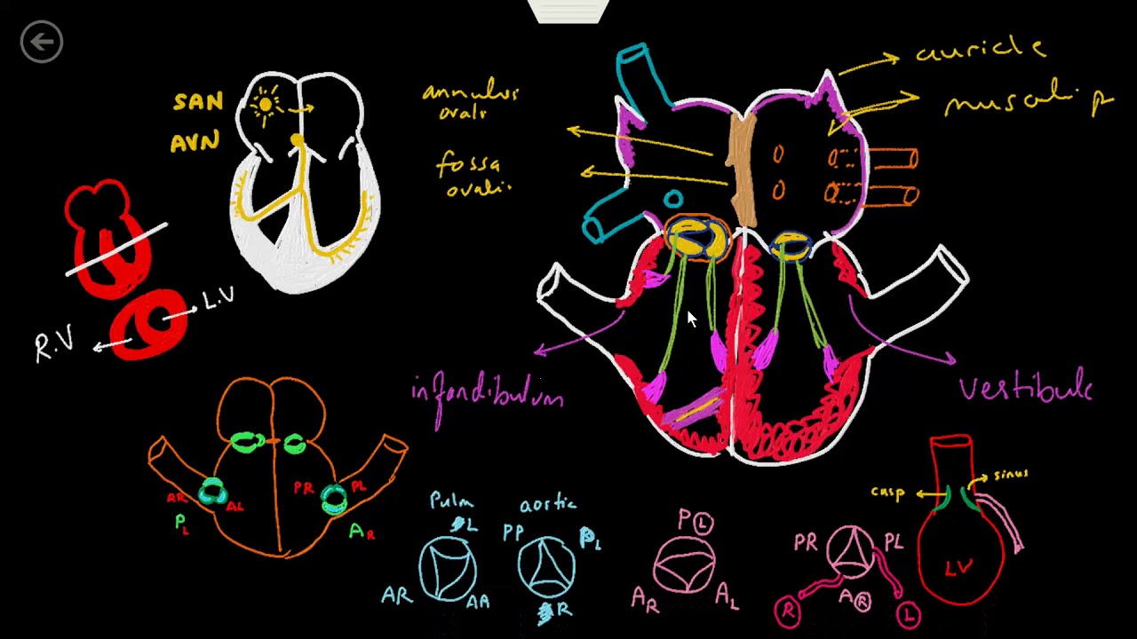 Heart and pericardium DR.Khaled milad