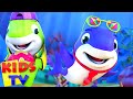 Bebek köpekbalığı | Eğitim videosu | Okul öncesi | Kids TV Türkçe | Çocuklar tekerlemeler
