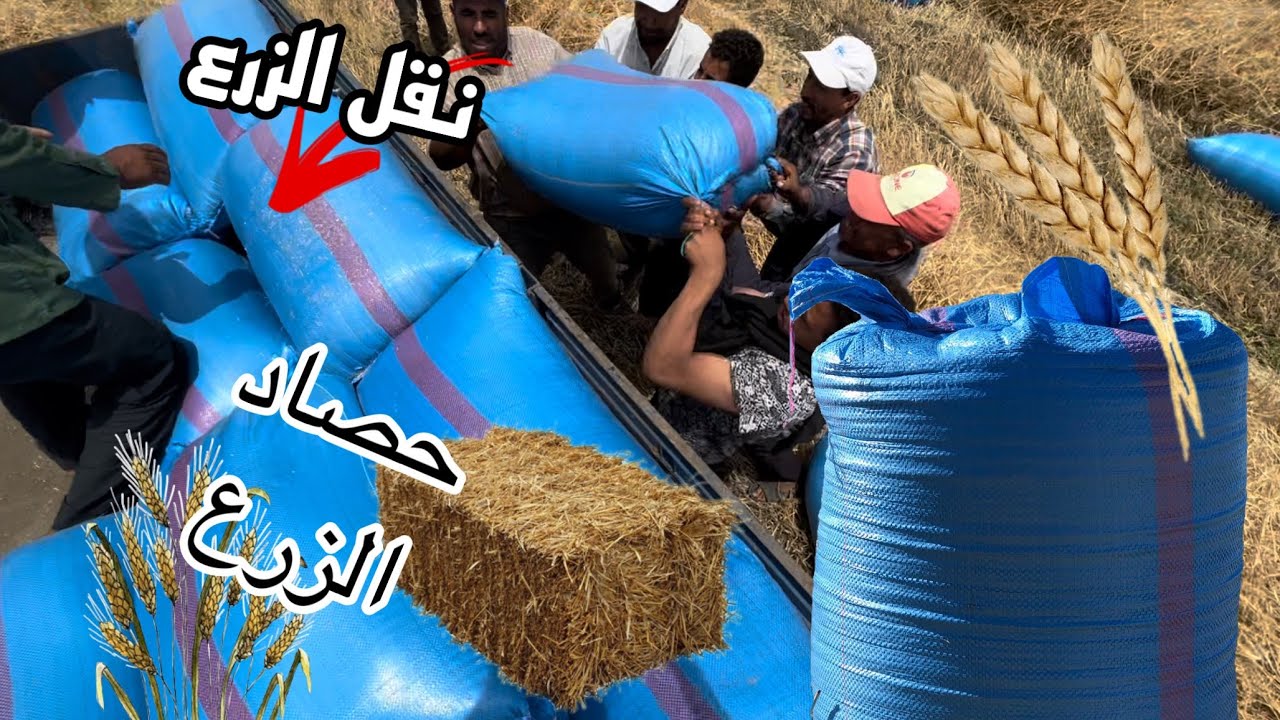 نقل حصاد الزرع بالمغرب و هاهي اجواءه | المغرب 2022 👨🏾‍🌾🌾