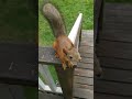 My fairytale red squirrel says a nut a day keeps the doctor away