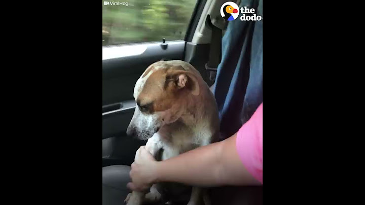 Puppy Thanks Woman Who Rescued Him by Comforting Her | The Dodo
