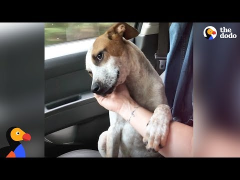 Puppy Thanks Woman Who Rescued Him by Comforting Her | The Dodo