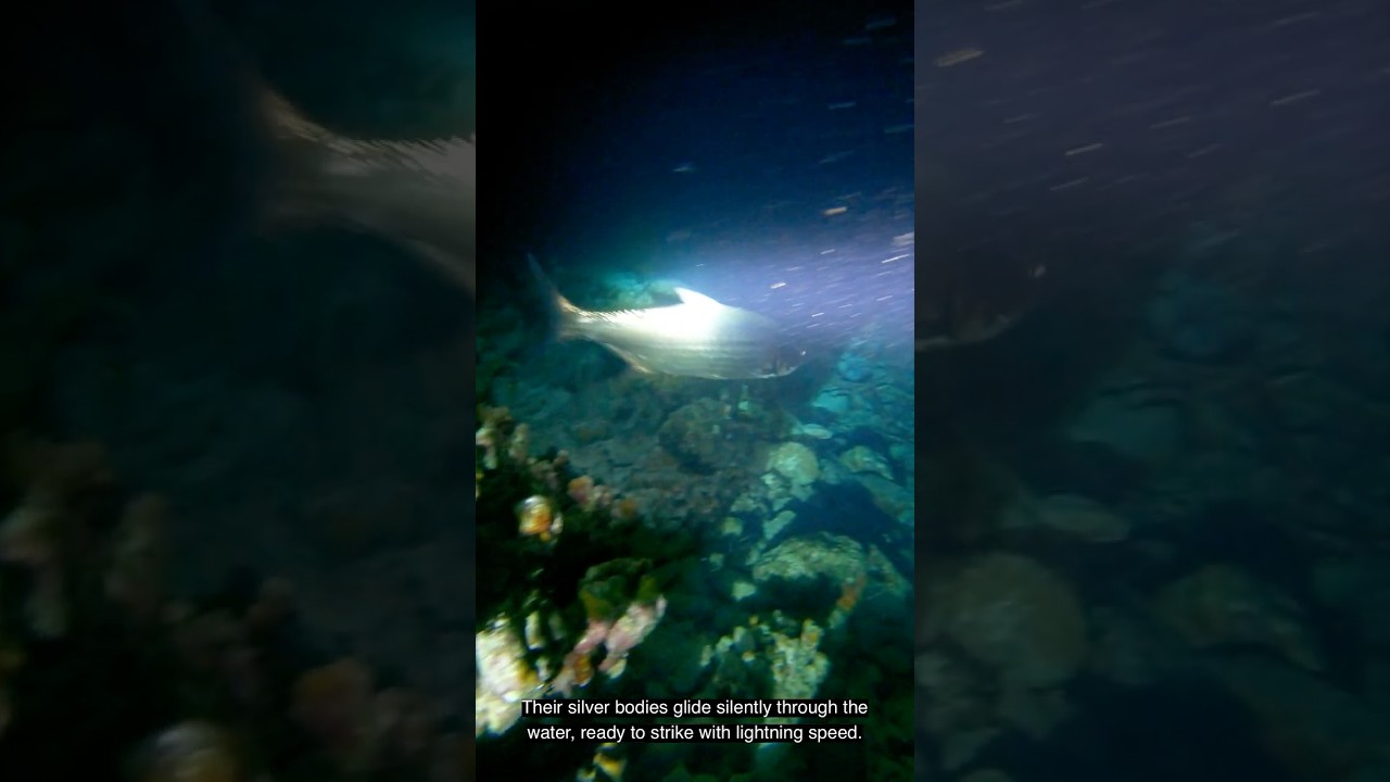 Salt Pier in de nacht Bonaire 