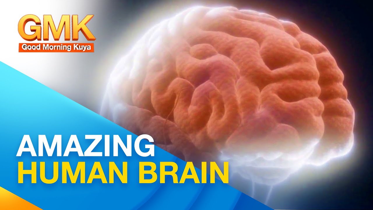 Human Brain Interesting Facts | Now You Know - YouTube