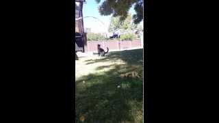 Funny Cat Jumping - Slow Motion