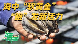 鲍鱼养殖的注意事项你了解多少？他把海面养殖转移到了室内，养出来的鲍鱼竟然越来越大！丨「田园帮帮团」20230607