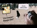 NOVOS CACHORROS em Lost River e um CRÂNIO DE URSO! | Public Beta v1.1.0d no WolfQuest AE (pt 2)