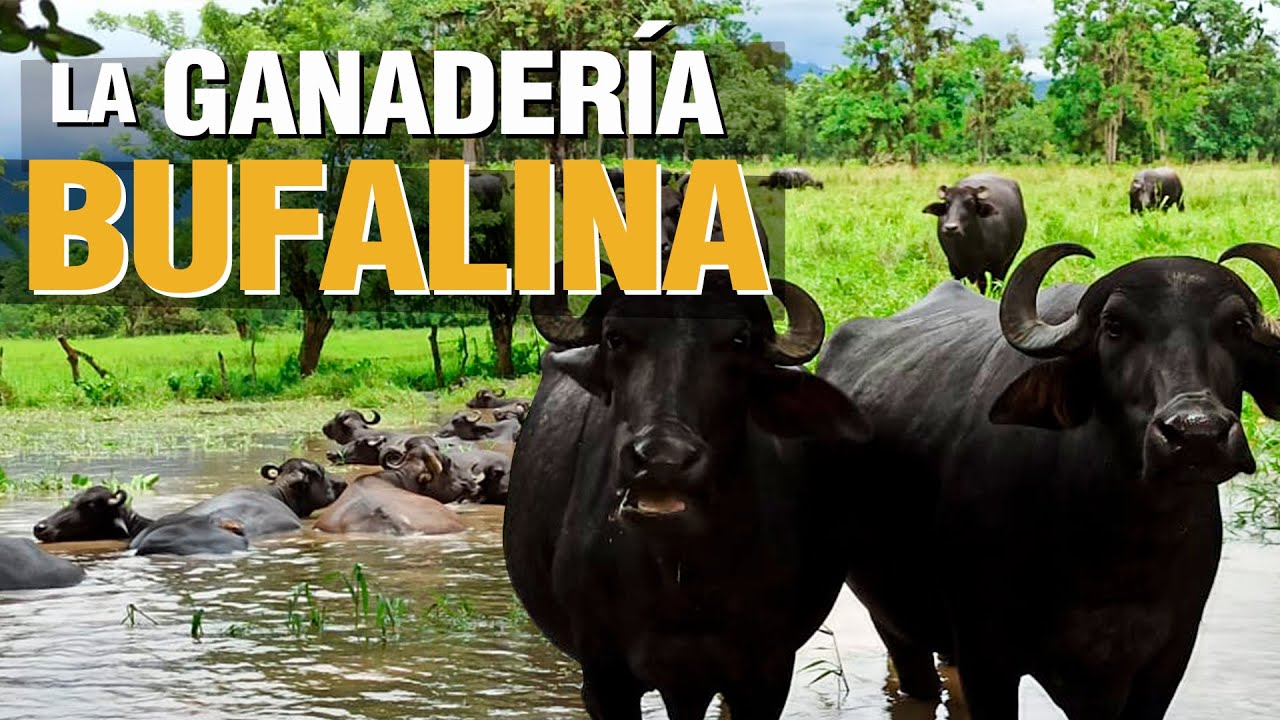 ¿Cómo criar BÚFALOS? - Buffalo Milk Tips 🐮