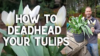 🌷🌷 How to Deadhead Your Tulips 🌷🌷 #Shorts