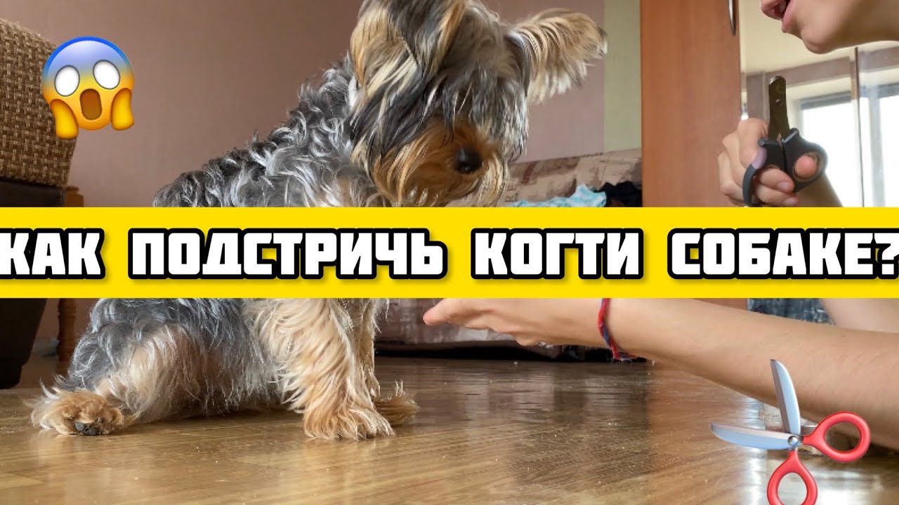 Как подстричь когти собаке и не умереть? | Рабочая схема из 4 шагов ...