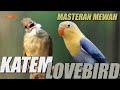 MASTERAN KAPAS TEMBAK DAN LOVEBIRD  | AUDIO JERNIH