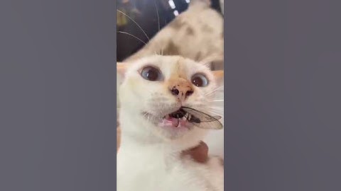 Cat Fails 😂😂😂