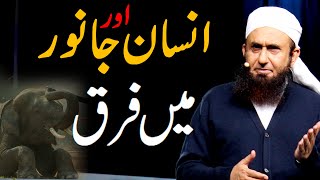 Insan aur Janwar  Main - Molana Tariq Jameel Latest Bayan 4 December 2021