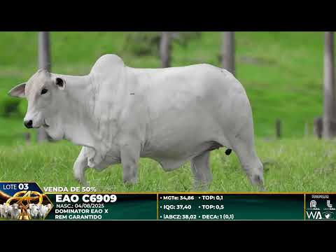 LOTE 03