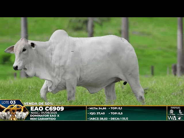 LOTE 03