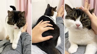 猫が甘えん坊すぎておっさんと合体しました…🐈【深夜のおっさん】【どうしてこうなった】【ラーメン二郎】