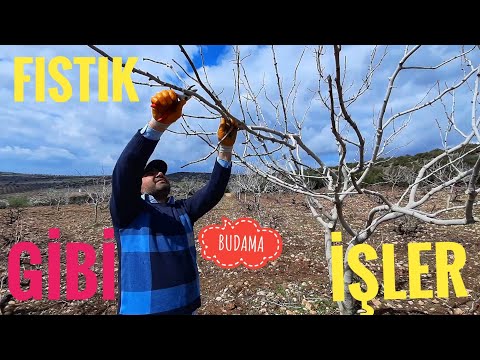 Video: Faydalı Fıstık Budama İpuçları - Fıstık Ağaçlarını Nasıl ve Ne Zaman Budamalı