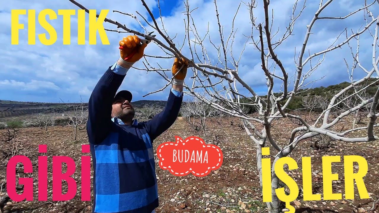 ANTEP FISTIĞI (pistachio) BUDAMASI ve ZAMANI..