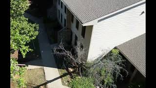 Shae, Edmond, OK Commercial Tree Removal Recap