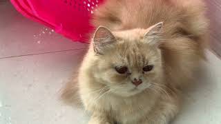 Cute Persian Relaxing Video by Persian Cat 16 views 10 months ago 1 minute, 56 seconds