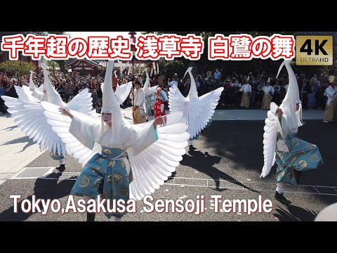 連休で超混雑の浅草寺 伝統的奉演に釘付け 白鷺の舞 2024.11 浅草 Tokyo,Asakusa Sensoji Temple Shirasagi-no-Mai/White Heron Dance