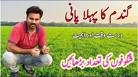 When to apply first irrigation in wheat crop | First irrigation time and importance in wheat field