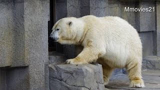 今、痺れているから・・ホッキョクグマ　ララ