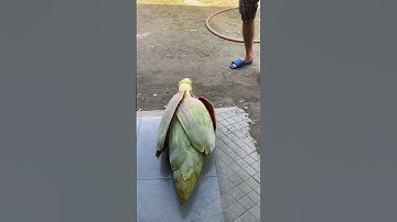 #Bắp #chuối hột