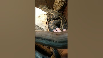my carpet python is too intimidating looking for cutesy music, always fun to interact with