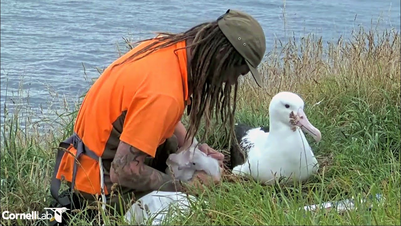 Royal Albatross~The chick is weighed.😍He is pretty careful with the handful fluff~9:48 AM 2026/02/02