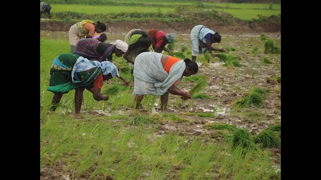 seedlings thinning Kuje Flooding: FCT Donates Seedlings, Relief Materials to Farmers