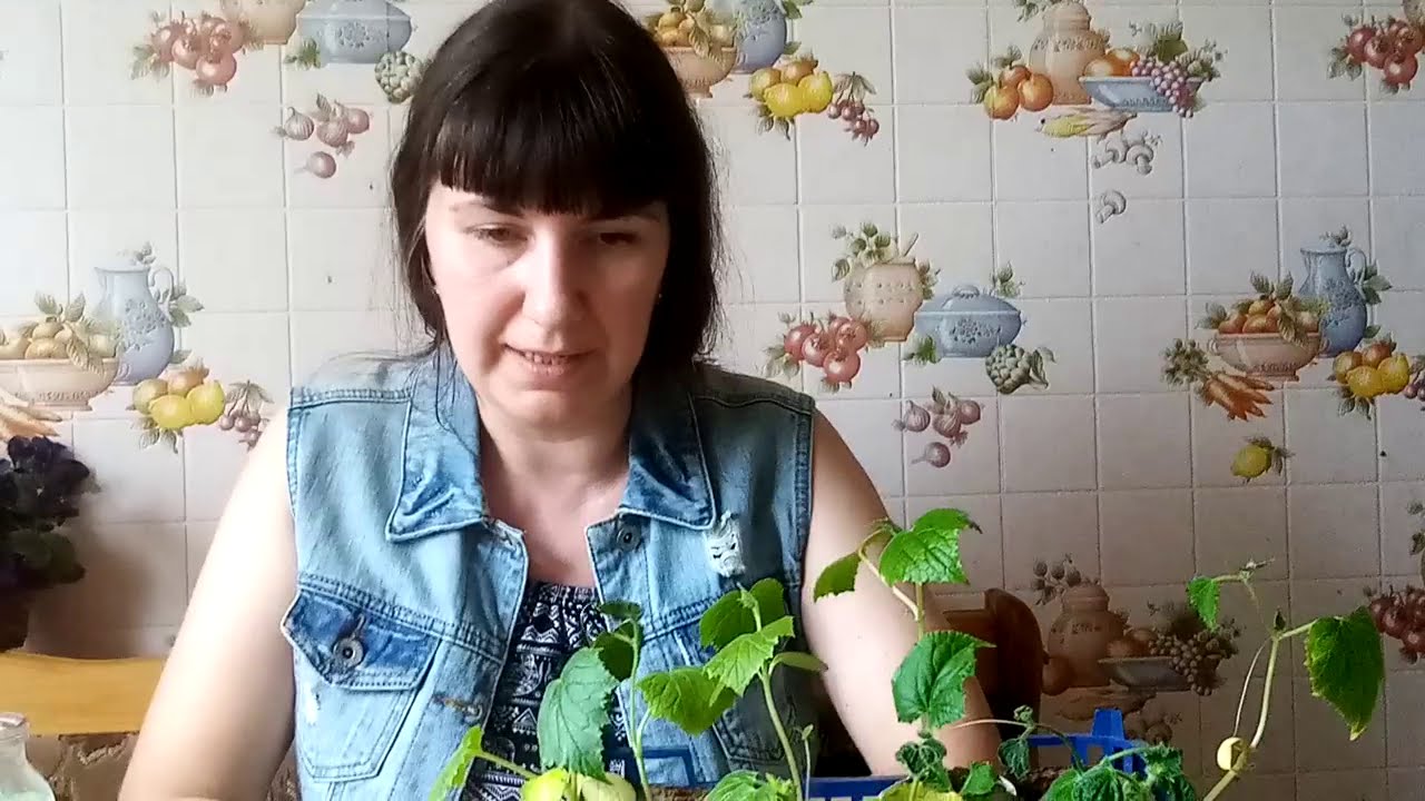 СКРУЧИВАЮТСЯ, ДЕФОРМИРУЮТСЯ, СОХНУТ ЛИСТЬЯ У РАССАДЫ ОГУРЦОВ - ЧТО ДЕЛАТЬ? (1)