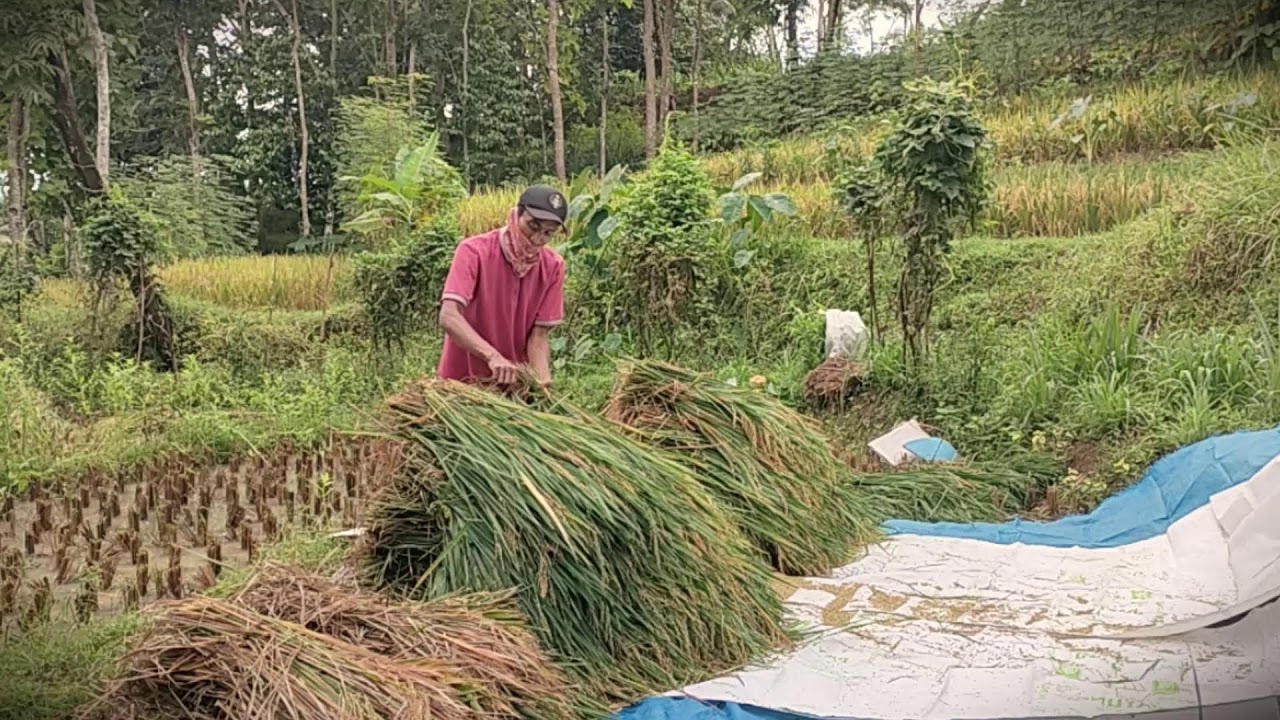 DIY Farm Tool: Threshing Rice with a Homemade Bamboo Implement _FarmersLife _Shorts