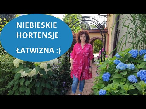 Wideo: Niebieska hortensja: sadzenie i pielęgnacja. Jak dbać o niebieską hortensję