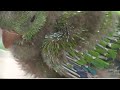 Baby Eclectus Parrot (Salem) - Hand Reared from Hatching Day 1 to 60