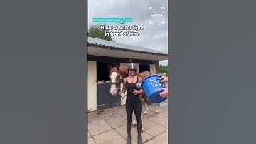 How To Desensitise Your Horse