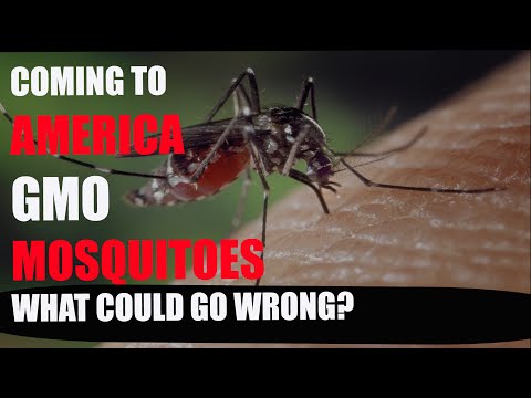 Everything you need to know about the Genetically Modified Mosquito