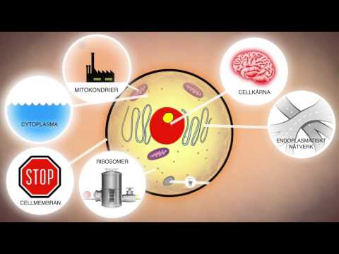 Video: Anses celler levande?