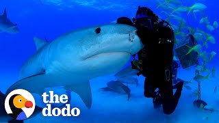 Man Has Been Friends With Tiger Shark For Over 22 Years The Dodo Faith Restored