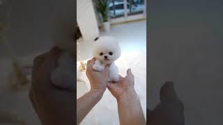 Cute Teacup Puppy 3 | Cuteness Picks | shorts