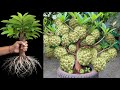 How To Propagate Sweetsop Trees Cutting Faster With Potatoes, how to growing mango trees